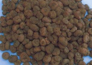 元胡种植技术视频,从播种到收获的全程指导